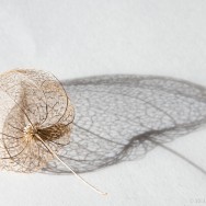 Skeleton of a Physalis or Chinese lantern
