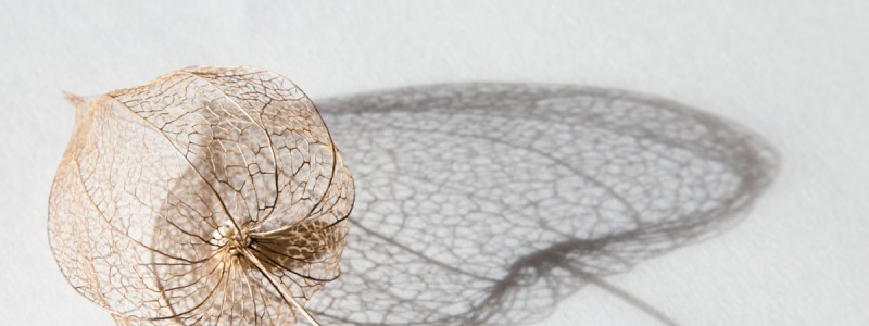 Skeleton of a Physalis or Chinese lantern