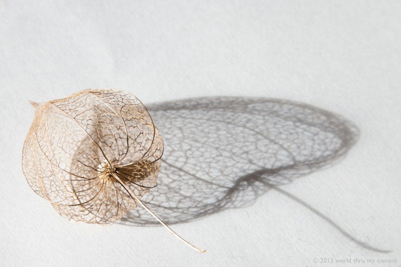 Skeleton of a Physalis or Chinese lantern