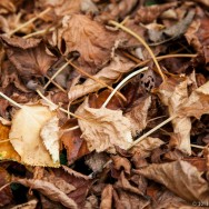 autumn foliage